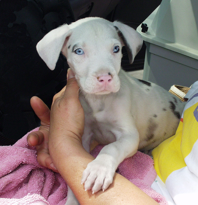 Great Danes At Gentle Giants Rescue And Adoptions Harlequin Puppy Ready To Go Home