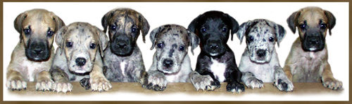 Best Dog Food For Great Danes South Africa Best Dog Food For Great Danes South Africa