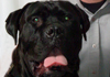 Adronicus Mastiff