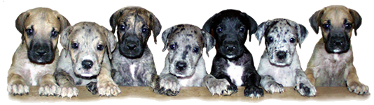 Great Dane puppies