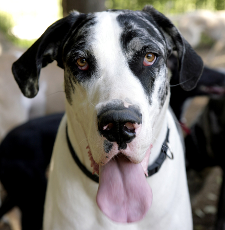 Dusty Great Dane